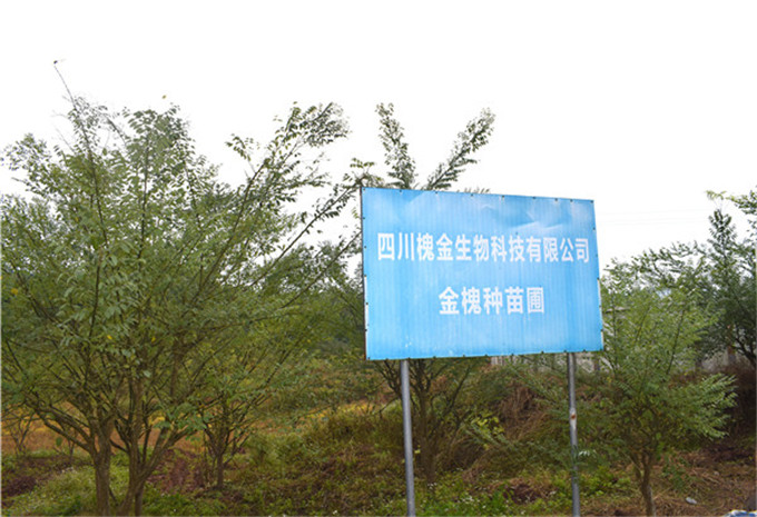 1607588764863270.jpg DSC_0300.JPG